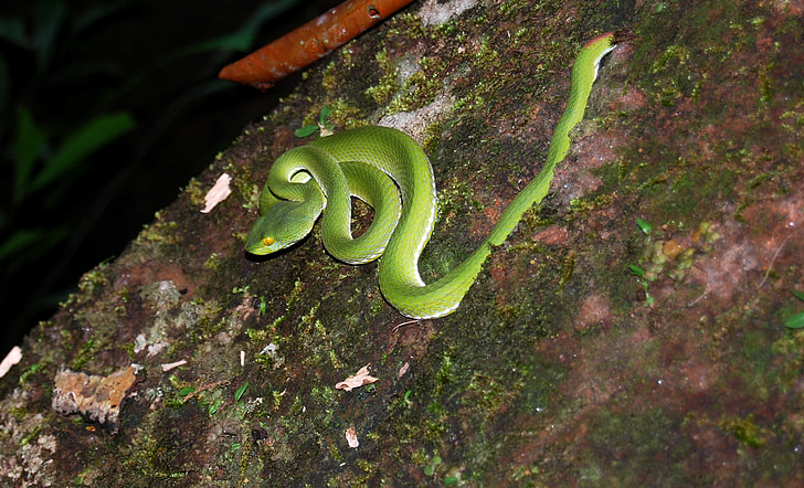 čūska, zaļa, rāpulis, Āzija