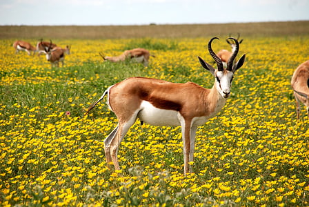 brown, deer, Antelope, Nature, Flowers, Meadow, Africa