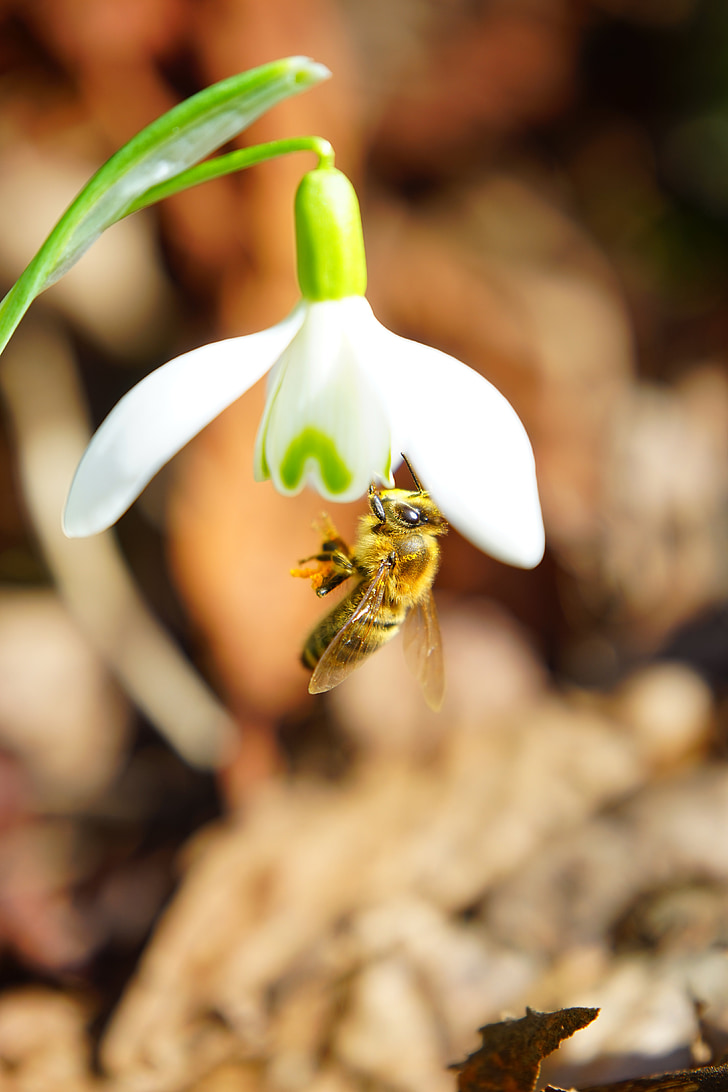 bee, pollination, honey, close, macro, snowdrop, blossom