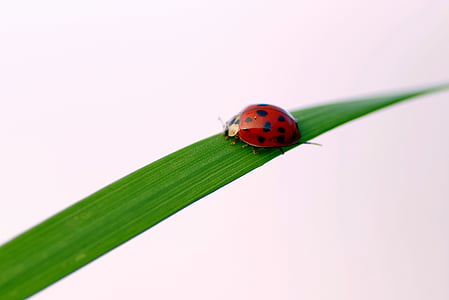 ladybug, grass, insect, worm, green, nature, the beetle