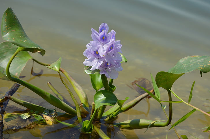 vandens hiacintas, floros, gėlė, gėlės
