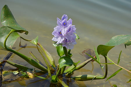 Jacinthe d’eau, flore, fleur, fleurs