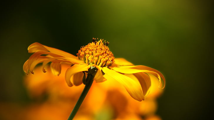 Hoa, Wild flower, Thiên nhiên, nở hoa, makron, Sân vườn, màu vàng