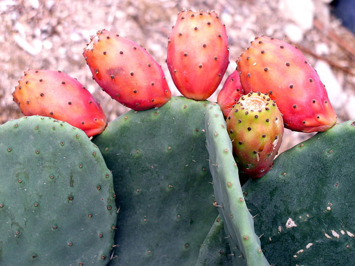 cactus, Higo de cactus, planta, Sur, Mediterráneo, higo chumbo, comestibles