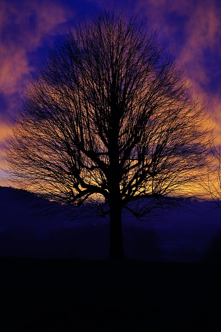 solitary tree, sunset, sky, abendstimmung, evening sky, fiery, red