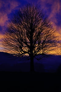 árvore solitária, pôr do sol, céu, abendstimmung, céu da noite, ardente, vermelho