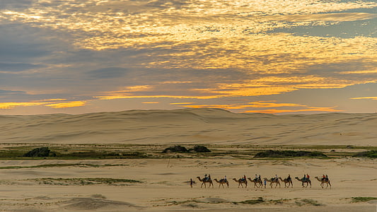 pila, caminant, camells, posta de sol, natura, gran grup d'animals, bellesa en la naturalesa