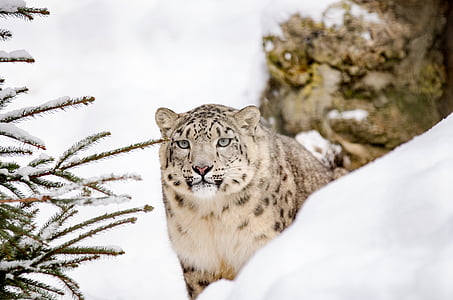 léopard des neiges, gros chat, chat, neige, hiver, Zoo, Wildcat