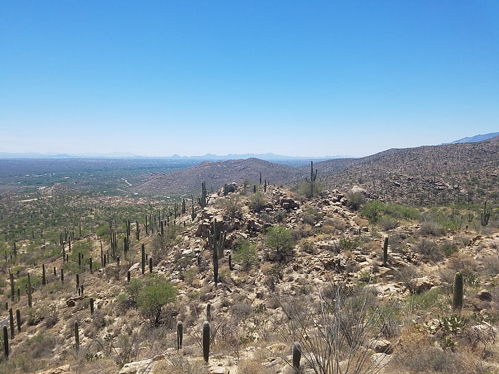 deserto, Saguaro, cacto, Arizona, natureza, paisagem, céu