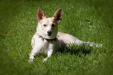 Podengo canário, cão de raça, híbrido, Chihuahua, cão de vento como, Branco, marrom