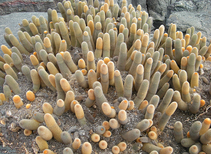 cactus, planta, Galápagos, Isla, Pacífico, Ecuador, Ecuador