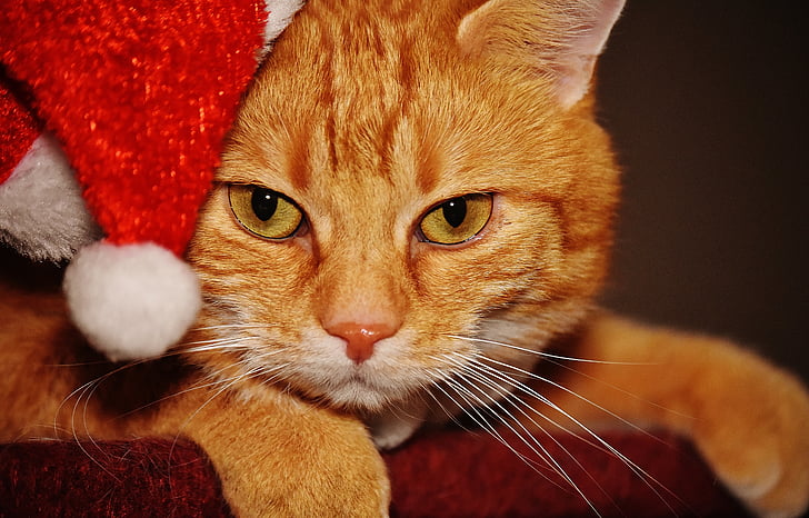 кішка, червоний, Різдво, Санта hat, Смішний, Симпатичний, Скумбрія