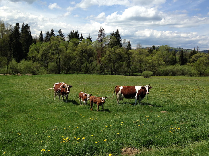 animales, vacas, rebaño, tierra de pasto, Prado, visto, belleza