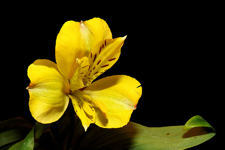 Iris, Blossom, blomst, gul, schwertliliengewaechs, svart bakgrunn, natur