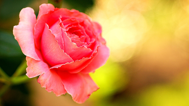 levantou-se, -de-rosa, flor, floral, amor, vermelho, Monte