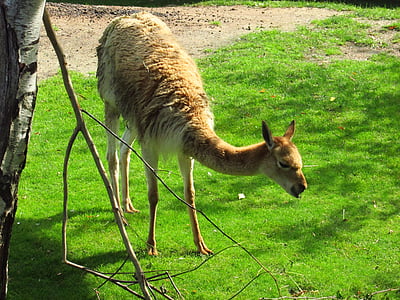 Lama, dier, zomer, gras, dierentuin