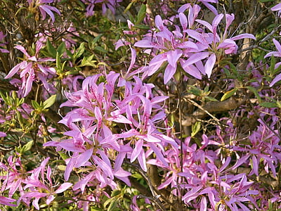 Azalea, Ericaceae, lyserød blomst, blomst vogn