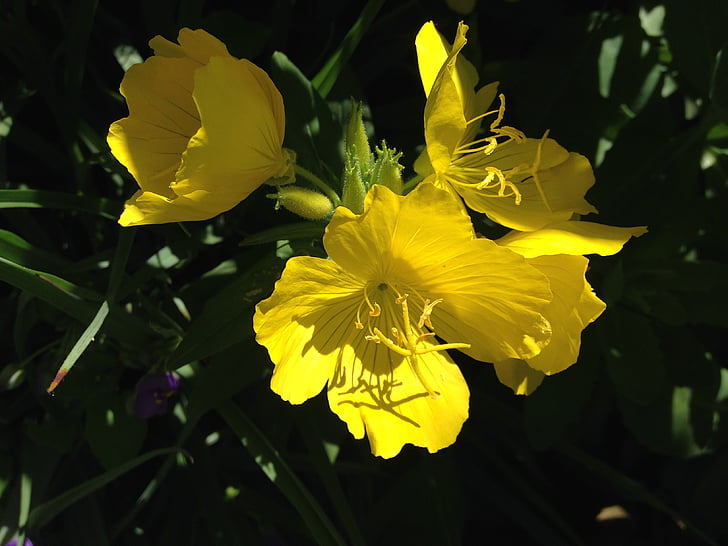 λουλούδια, Κίτρινο, φύση, κίτρινα άνθη, άνοιξη, άνθος, φυτό