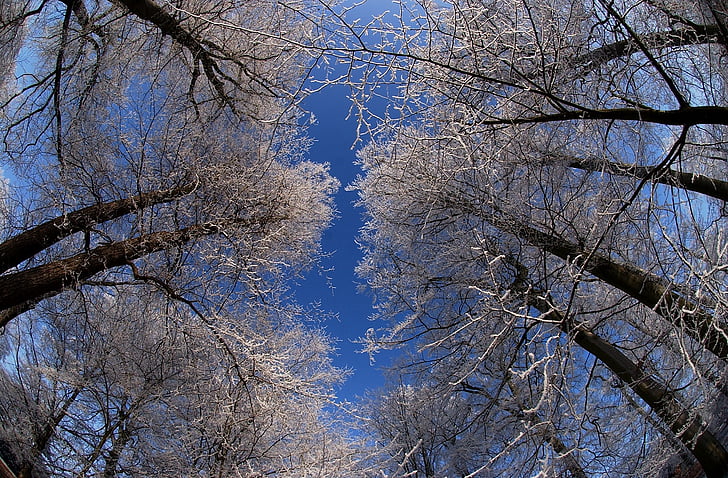 City park gotha, talvel, Frost, puud, külm, kui ma seisan:, Vaata taevasse