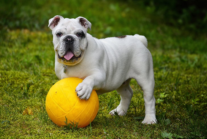 bulldog inglês, Buldogue, cão, bola, jogo, instalação, animais de estimação