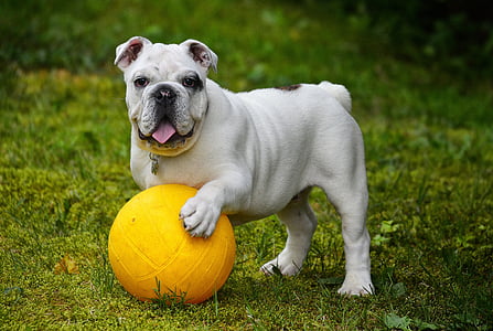 english bulldog, bulldog, dog, ball, game, installation, pets