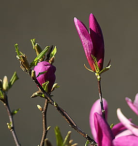 Magnolia, kwiat, kwiat magnolii, wiosna, kwitnące, Violet, różowy