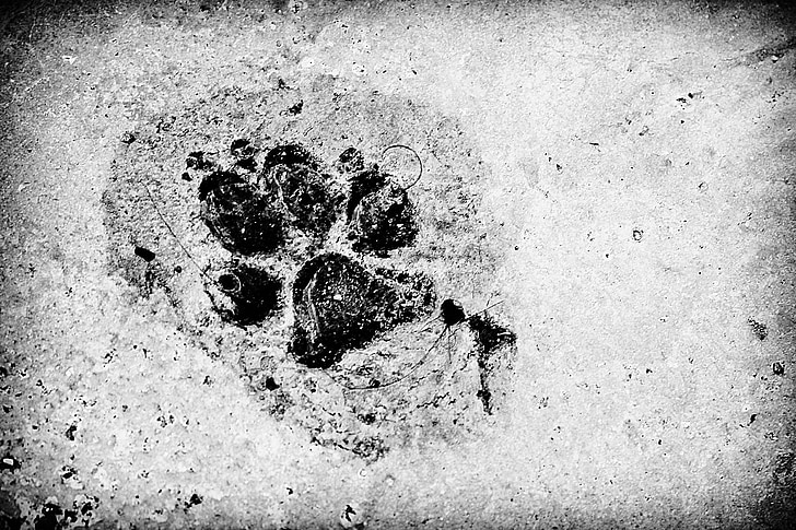 dấu chân, con chó, người bạn, nước, Xi măng, vật nuôi, sói