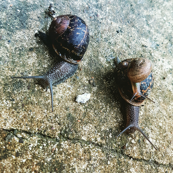 snails, slugs, garden, animal, animal Shell, nature, snail