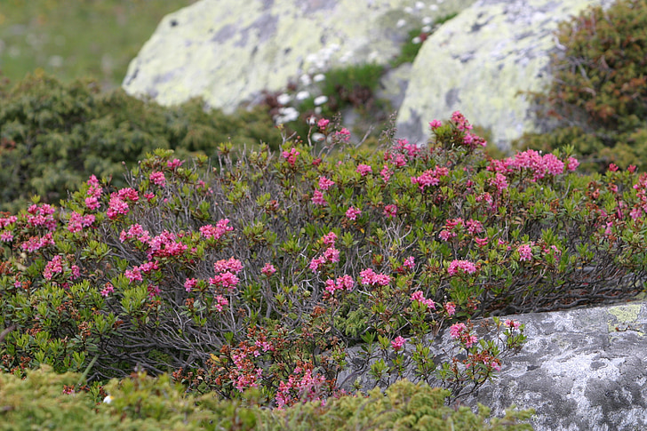 blomster, natur, plante, Mountain blomster, bjerge