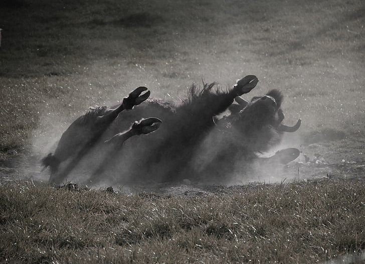 Buffalo, divoké, American buffalo, Bison