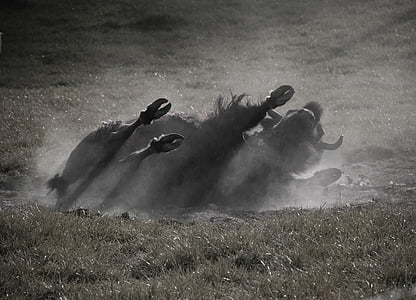 Buffalo, savvaļā, Amerikas buffalo, bizoni