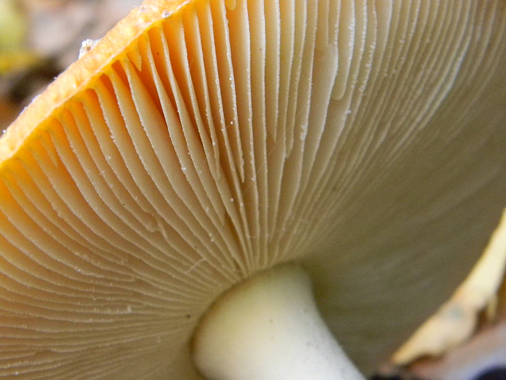mushrooms, autumn, mushroom hooks
