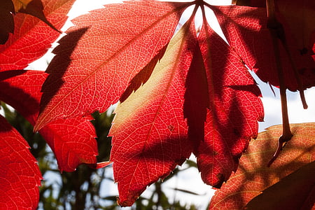 automne, feuilles d’automne, gros plan, feuilles, macro, nature, rouge