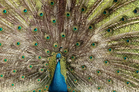 Peacock, vogel, Pauwenveren
