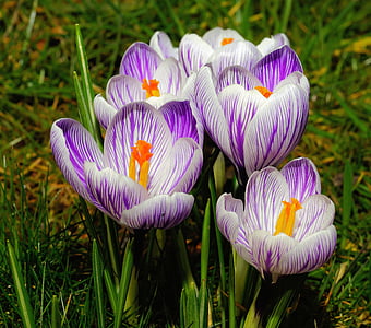 crocus, flowers, purple, white, close, tender, beautiful