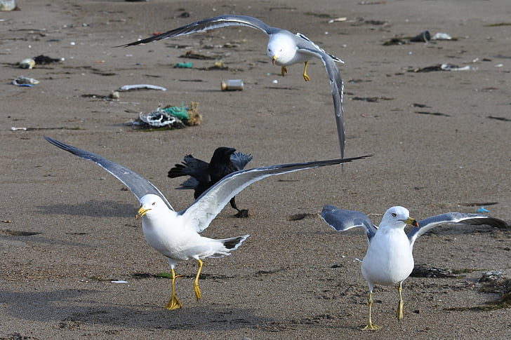 zwierząt, Plaża, Sea gull, Mewa, Seabird, dzikie zwierzę, naturalne