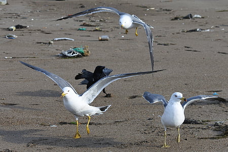 animal, plage, Sea gull, Mouette, oiseaux de mer, animal sauvage, naturel