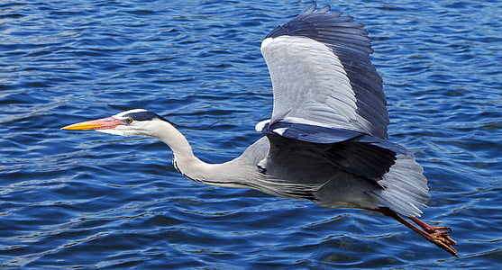 grey heron, bird, graceful, large, river, water, flying