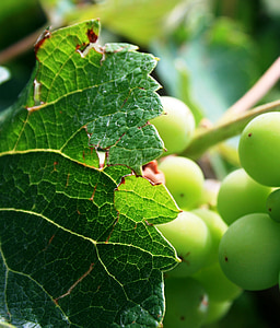 winorośl, winogron, zielony, pozostawia, winorośli, ogród
