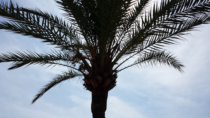 dlaně, Palma de mallorca, palmového listí