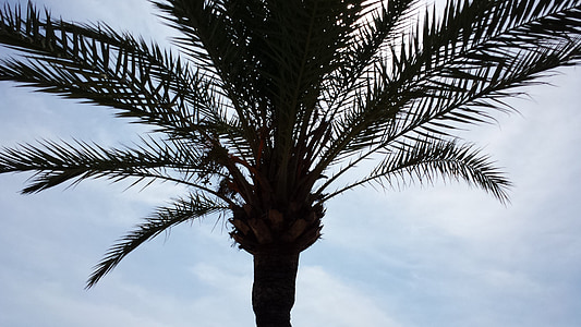 Palm, Palma de mallorca, daun kelapa