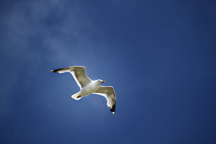 seagull, flight, wings, sky, bird, dom, flying