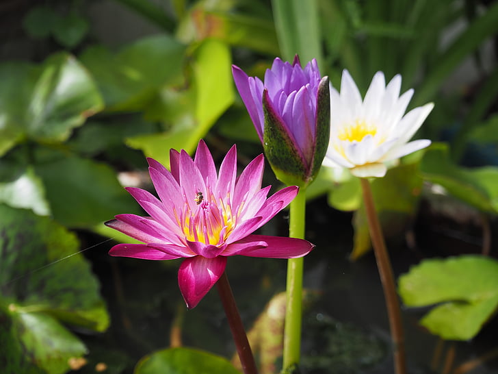 lotus, red, bright, leaves, open, flower, beautiful