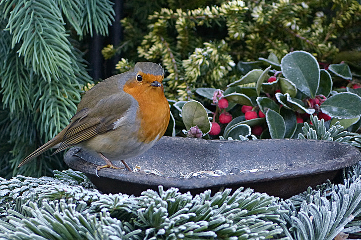 Robin, Rubecula de Erithacus, Pájaro pequeño, forrajeo, jardín