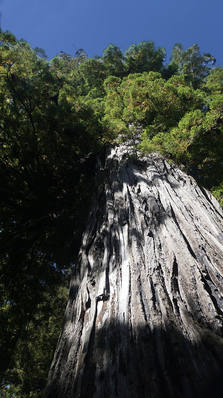 Raudonmedis, Kalifornijos, Sequoia medžiai