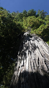 레드우드, 캘리포니아, 세쿼이아 나무