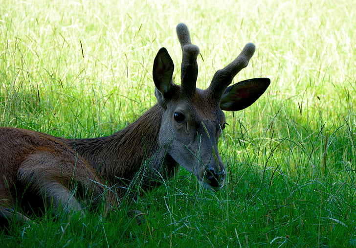 Hirsch, Red deer, liar, hutan, hewan hutan, alam, hewan
