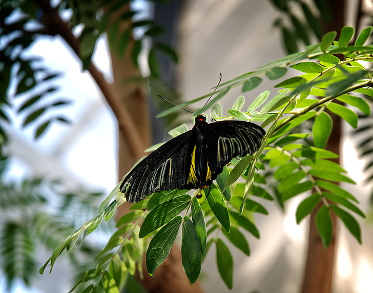 butterfly, troides, rhadamantus, moth, philipines