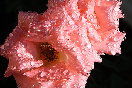 róże, krople deszczu, roślina, miłość, Valentine, Płatek, świeży