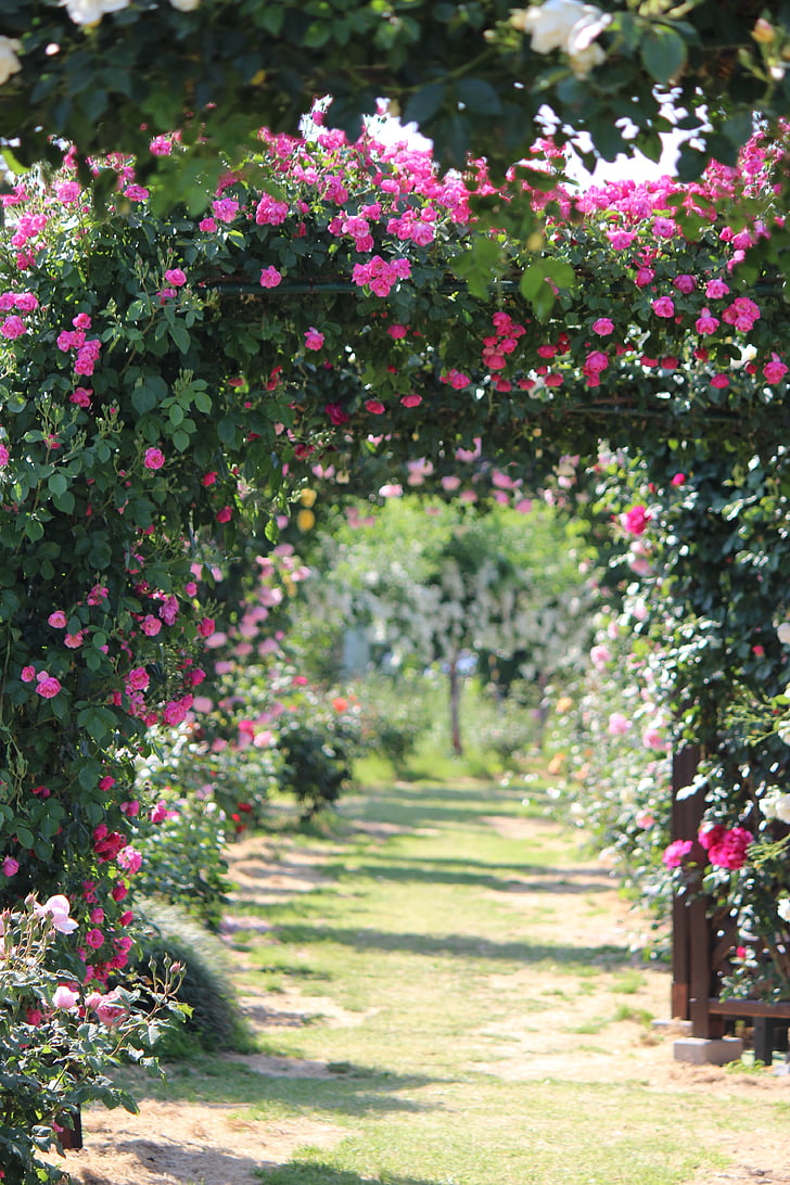 jardim de rosas, levantou-se, liyuan Sato, Fukushima